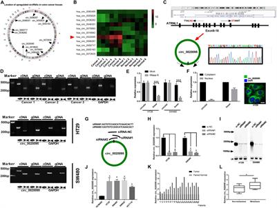 Hsa_circ_0020095 Promotes Oncogenesis and Cisplatin Resistance in Colon Cancer by Sponging miR-487a-3p and Modulating SOX9